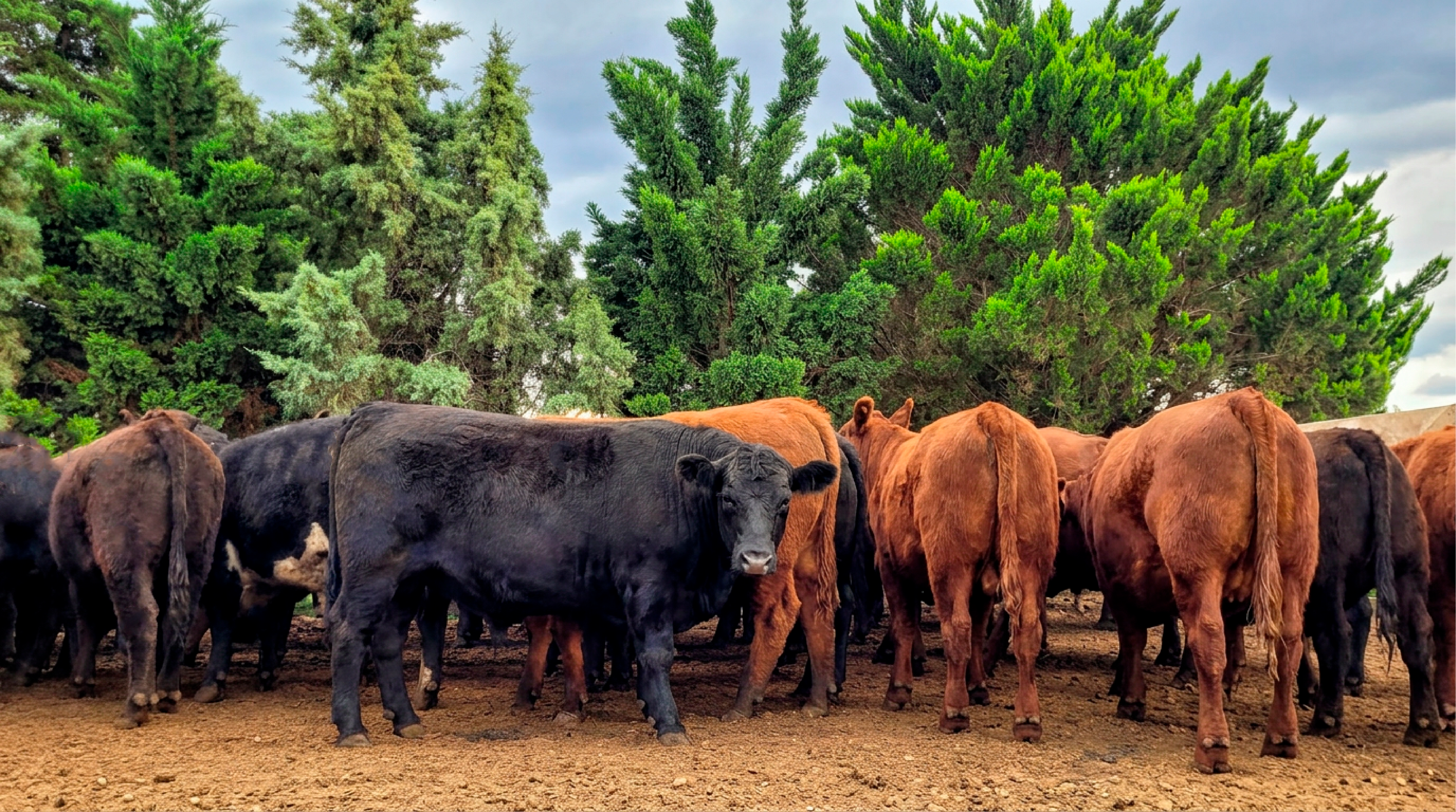 Ferialvarez - campo y hacienda